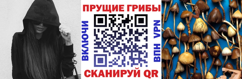 mega вход  Чудово  Галлюциногенные грибы мицелий 